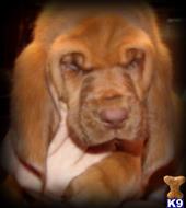 bloodhound puppy posted by central ky hounds